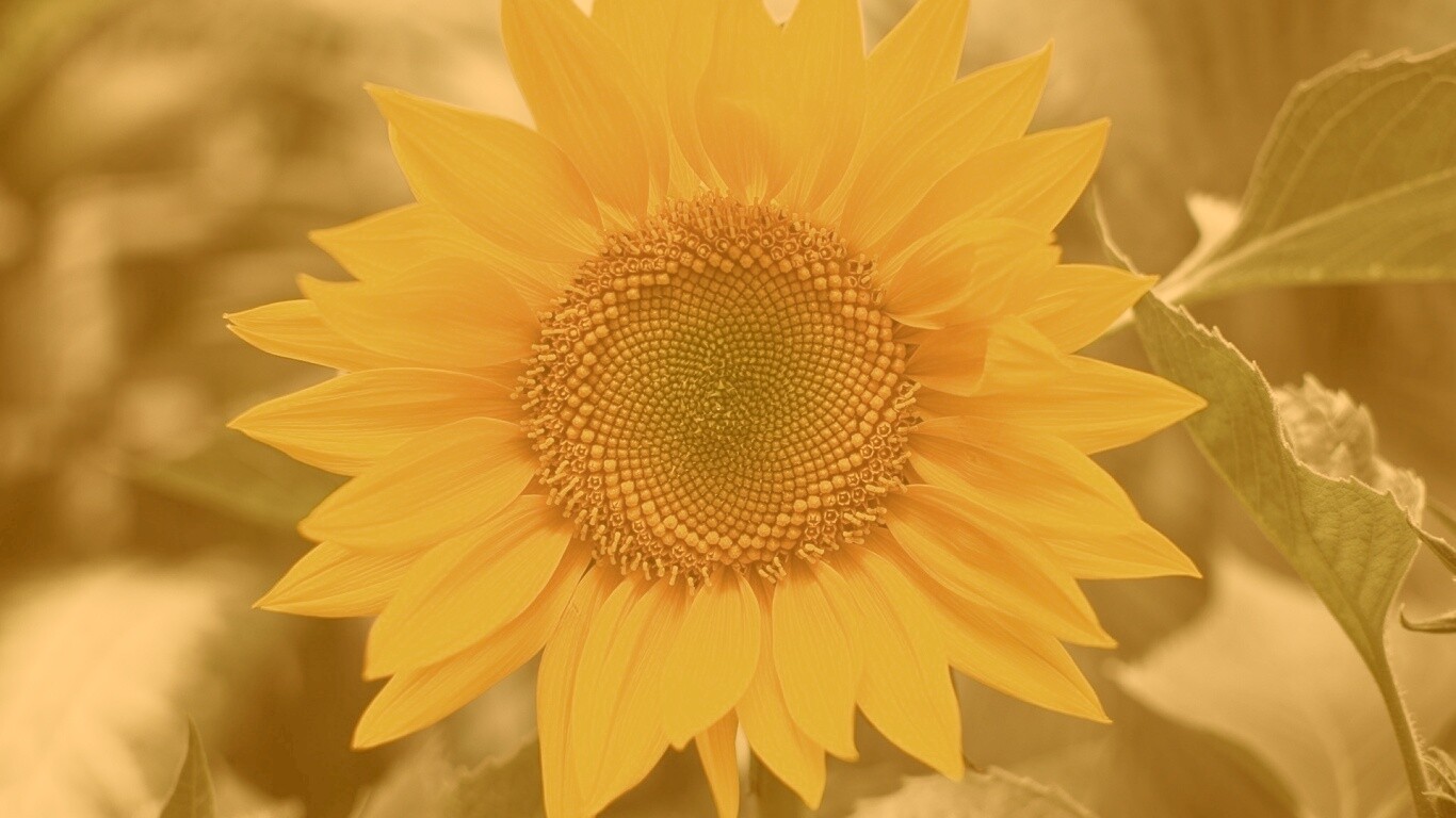 Подсолнух на поле обои