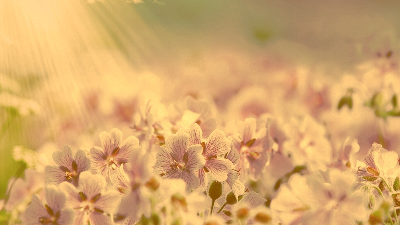 Цветочки обои