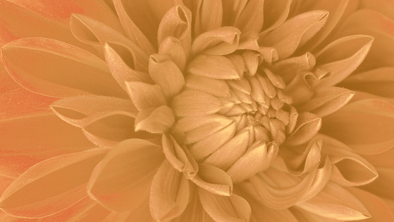 Цветок обои