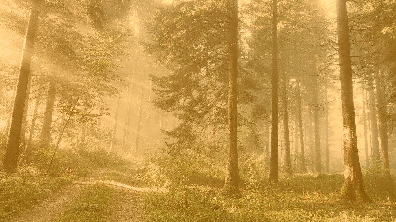 Тропа в лесу обои