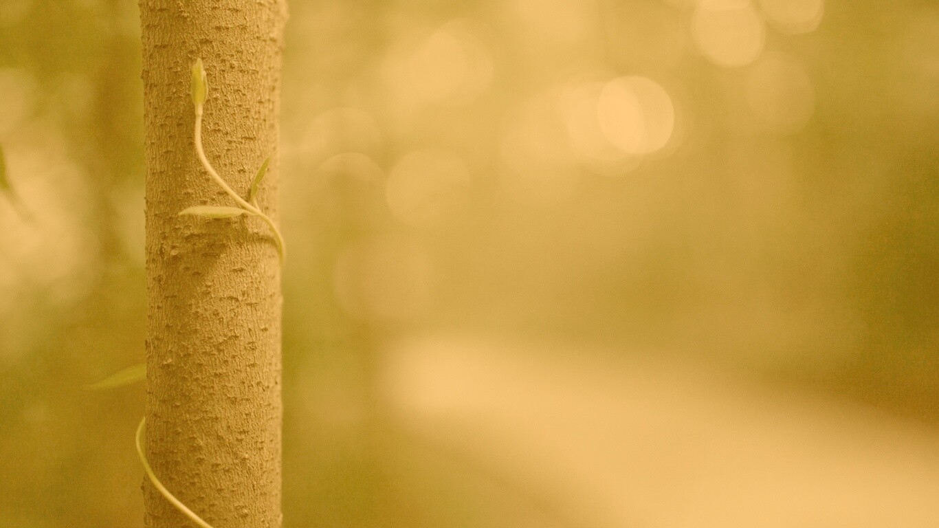 Стебелек на стволе деревца обои