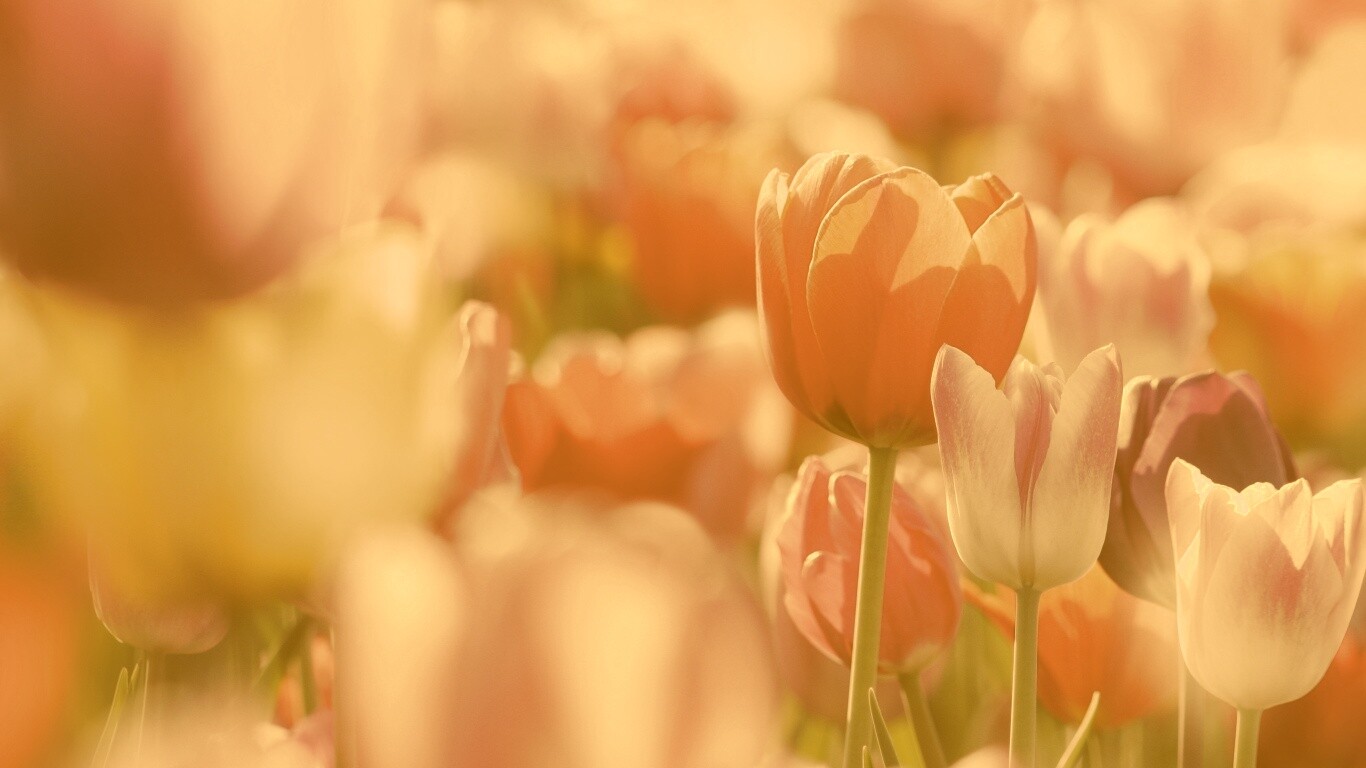 Красивые тюльпаны обои