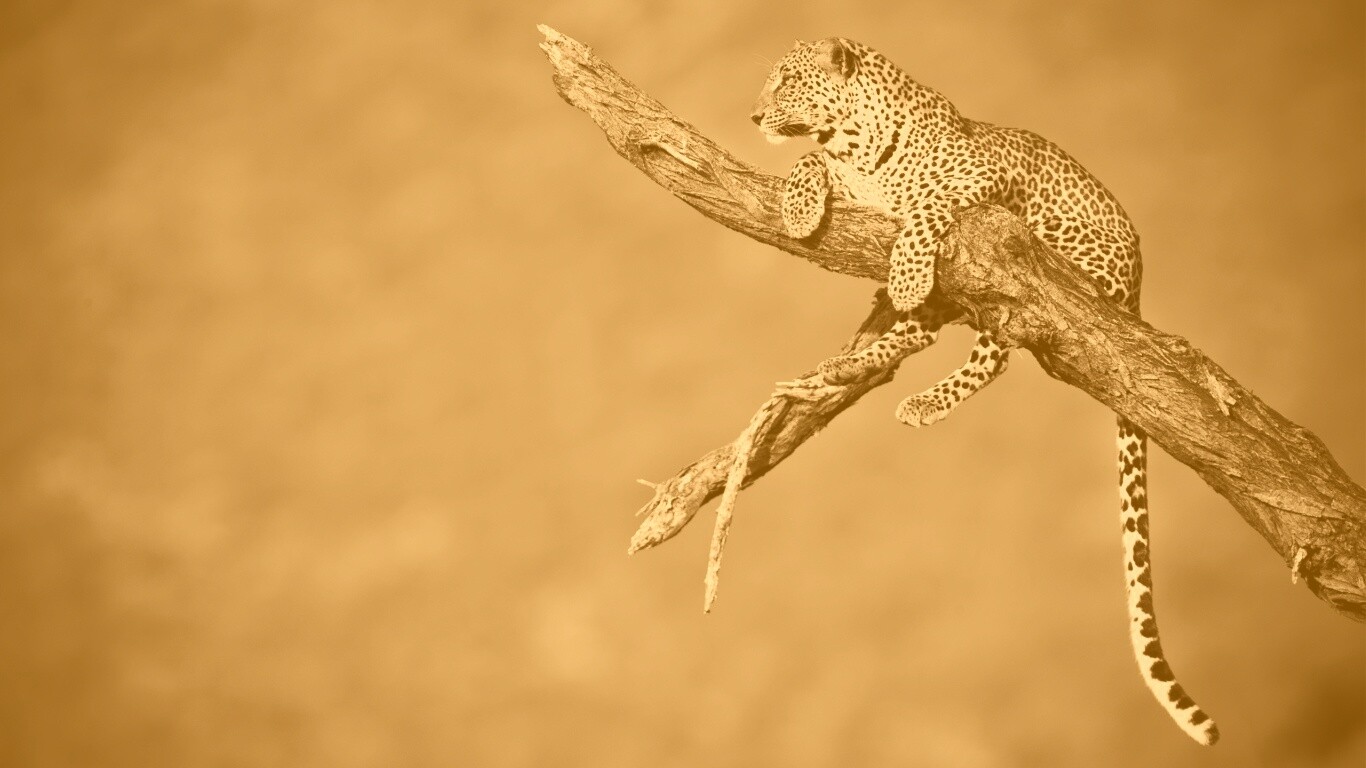 Ягуар на дереве обои