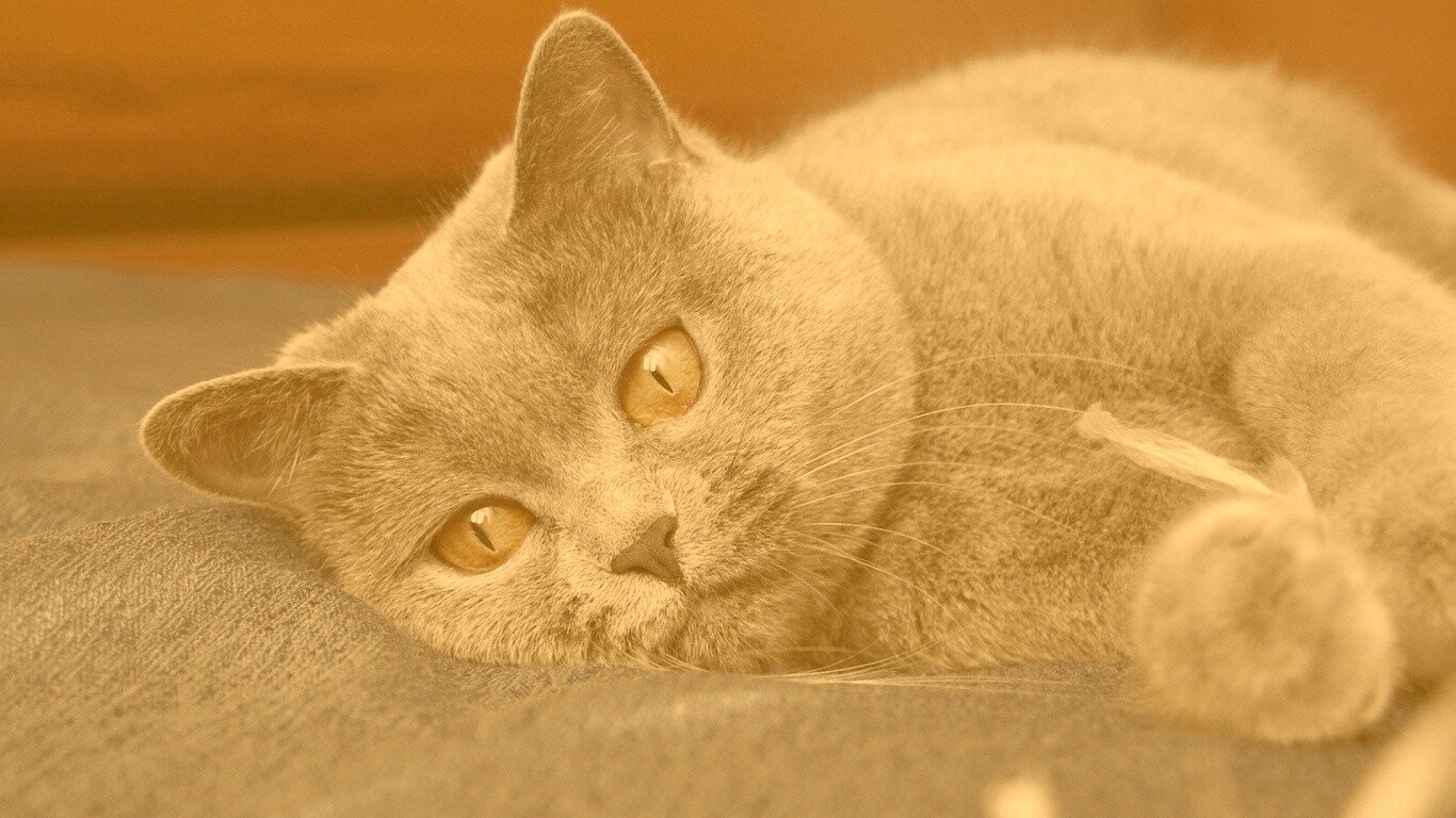 Рыжеглазый британец обои