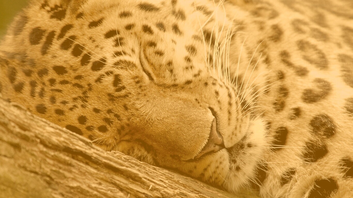 Спящий хищник обои