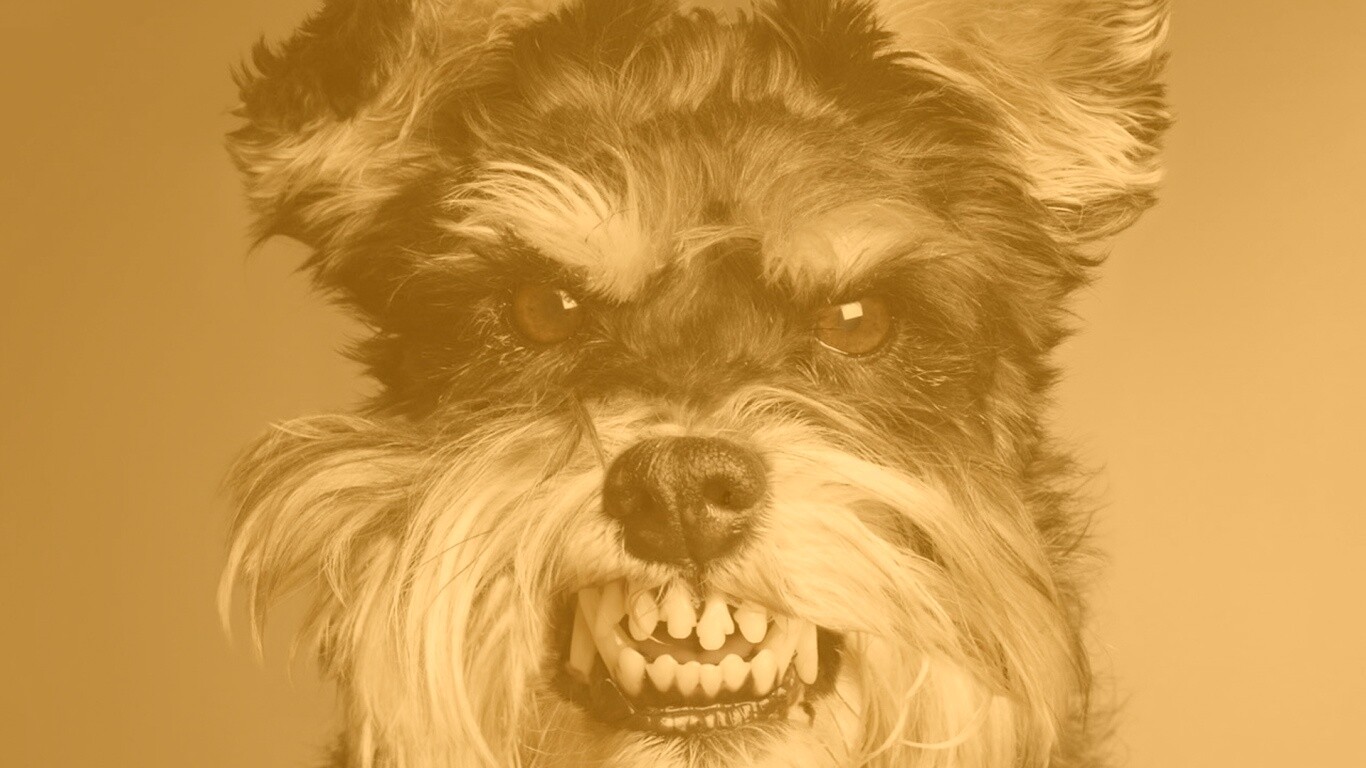 Терьер вне себя обои