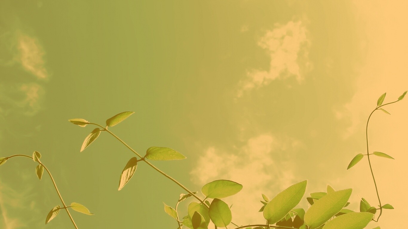 Зеленые ветви на фоне голубого неба обои