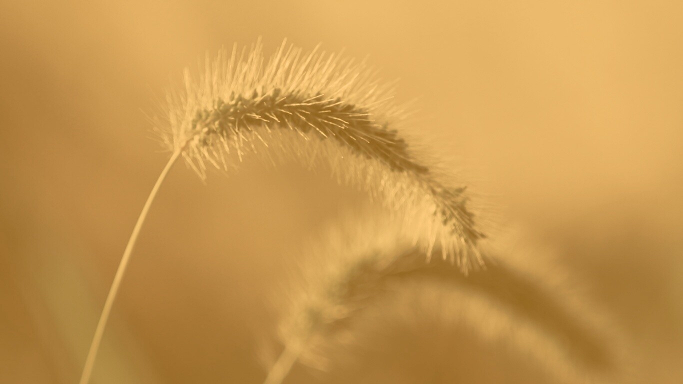 Травинка обои