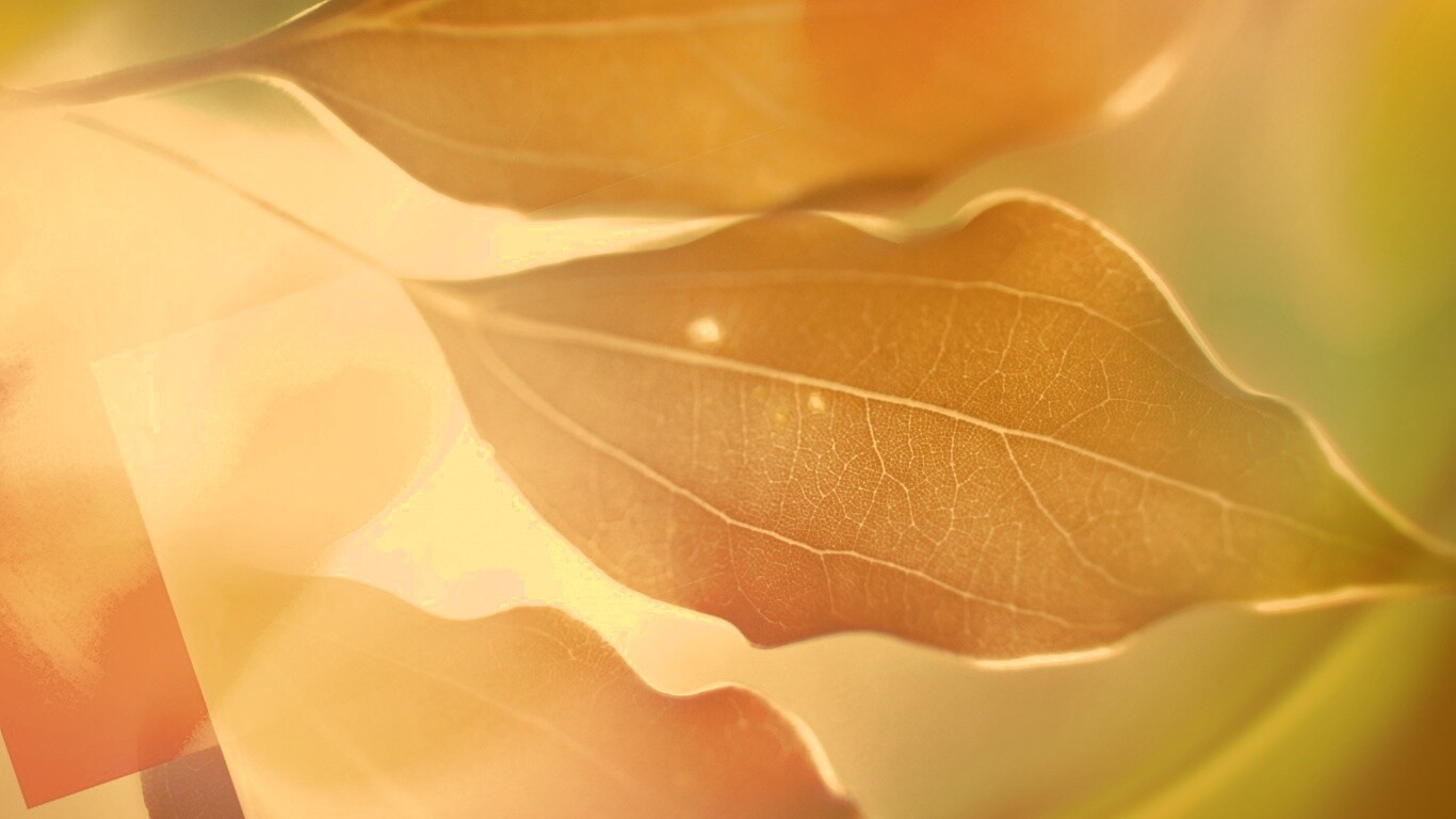 Радужные листья обои