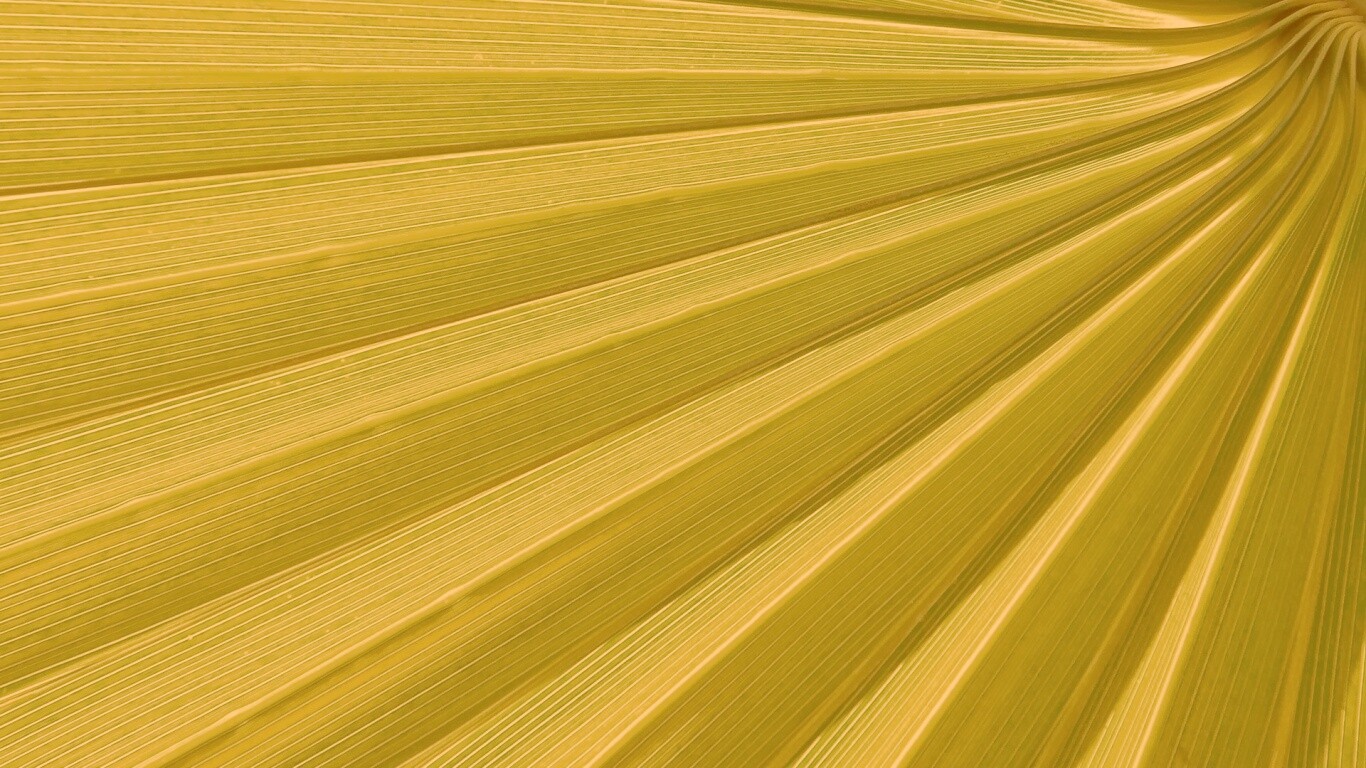 Зеленый пальмовый лист обои