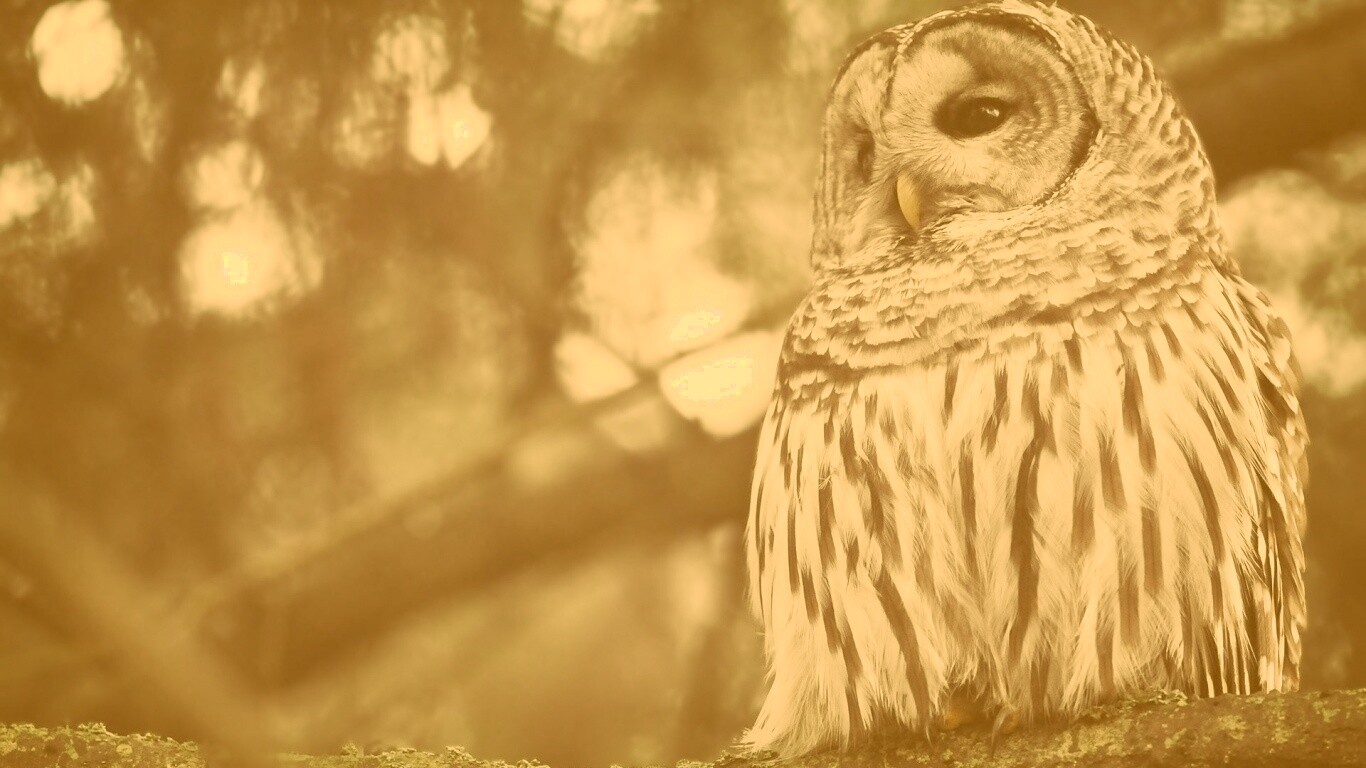 Сова на ветке обои