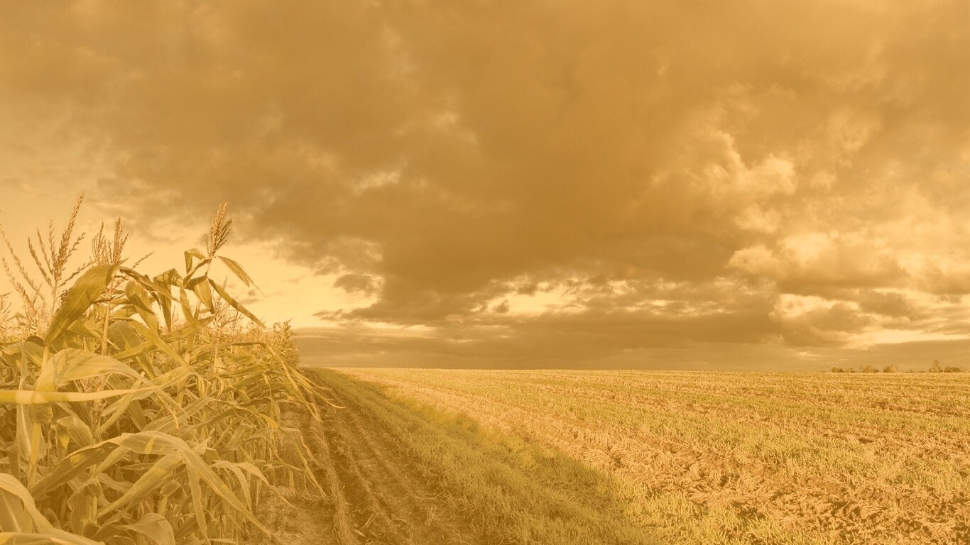 Кукурузное поле обои