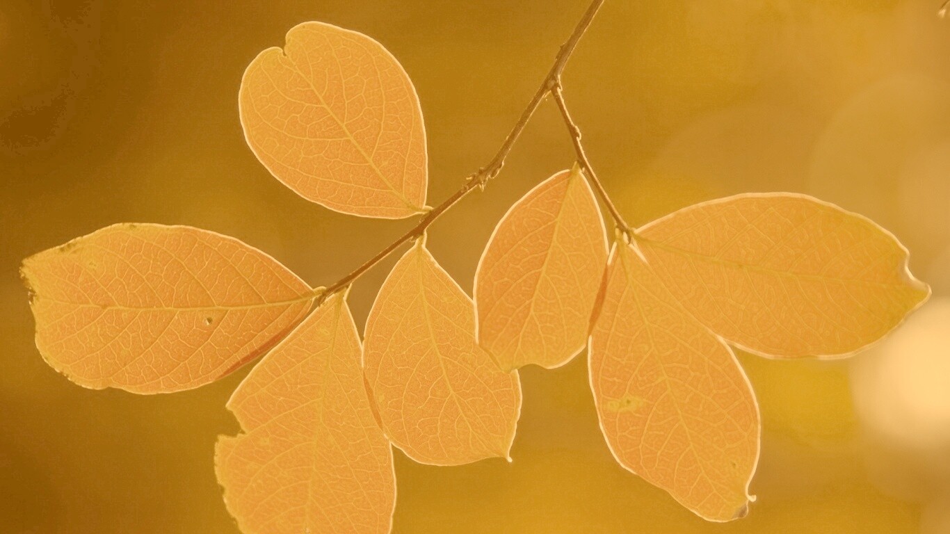 Ветка с оранжевыми листьями обои