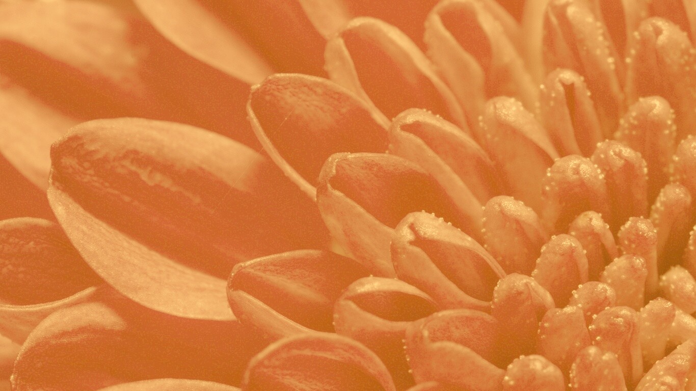 Лепестки хризантемы обои