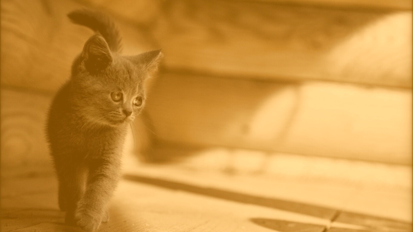 Маленький дымчатый котенок обои