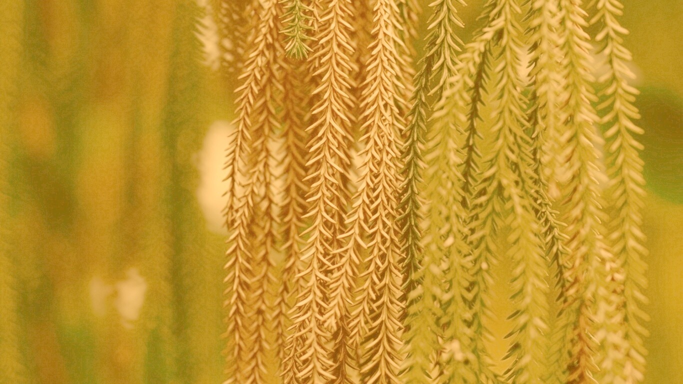 Зеленые колючки обои