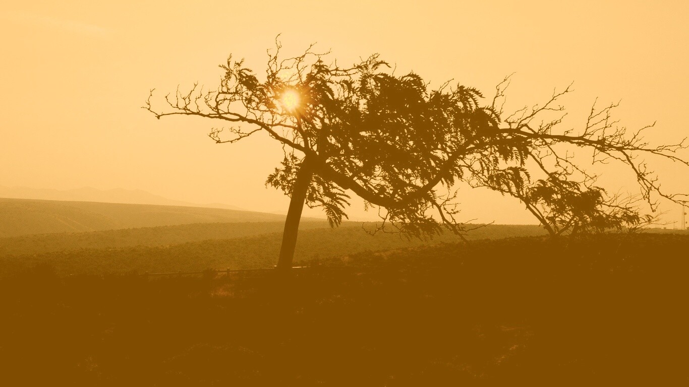 Дерево на закате обои