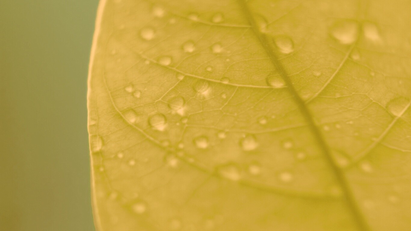 Зеленый листик в макро обои