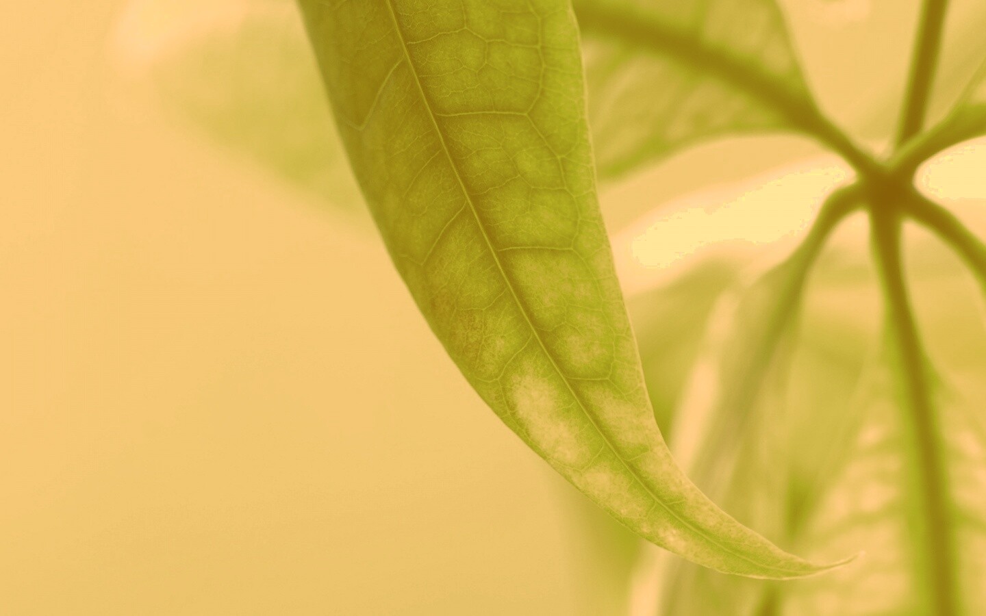 Зеленый листок обои