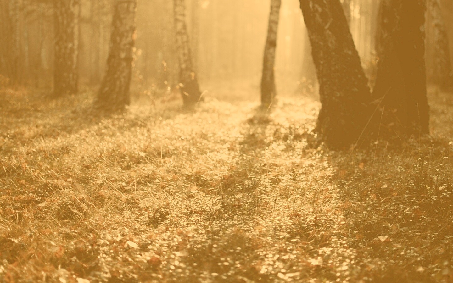 Лесная земля обои