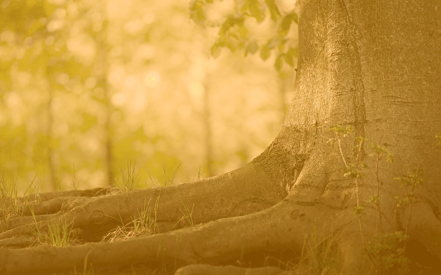 Корни дерева обои