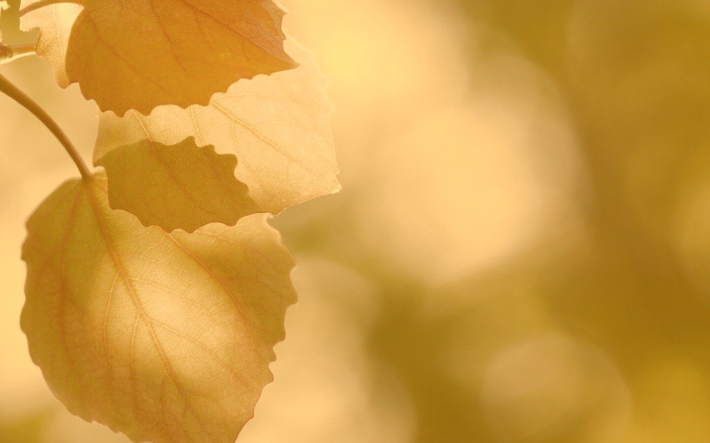 Макро фото осенней листвы обои