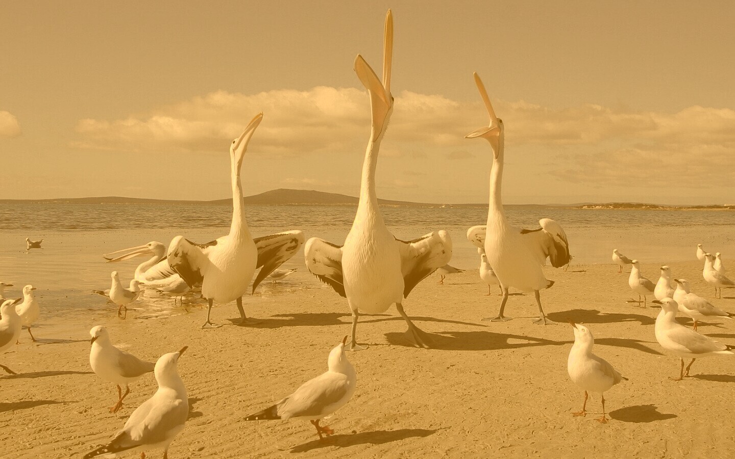 Пеликаны и чайки обои
