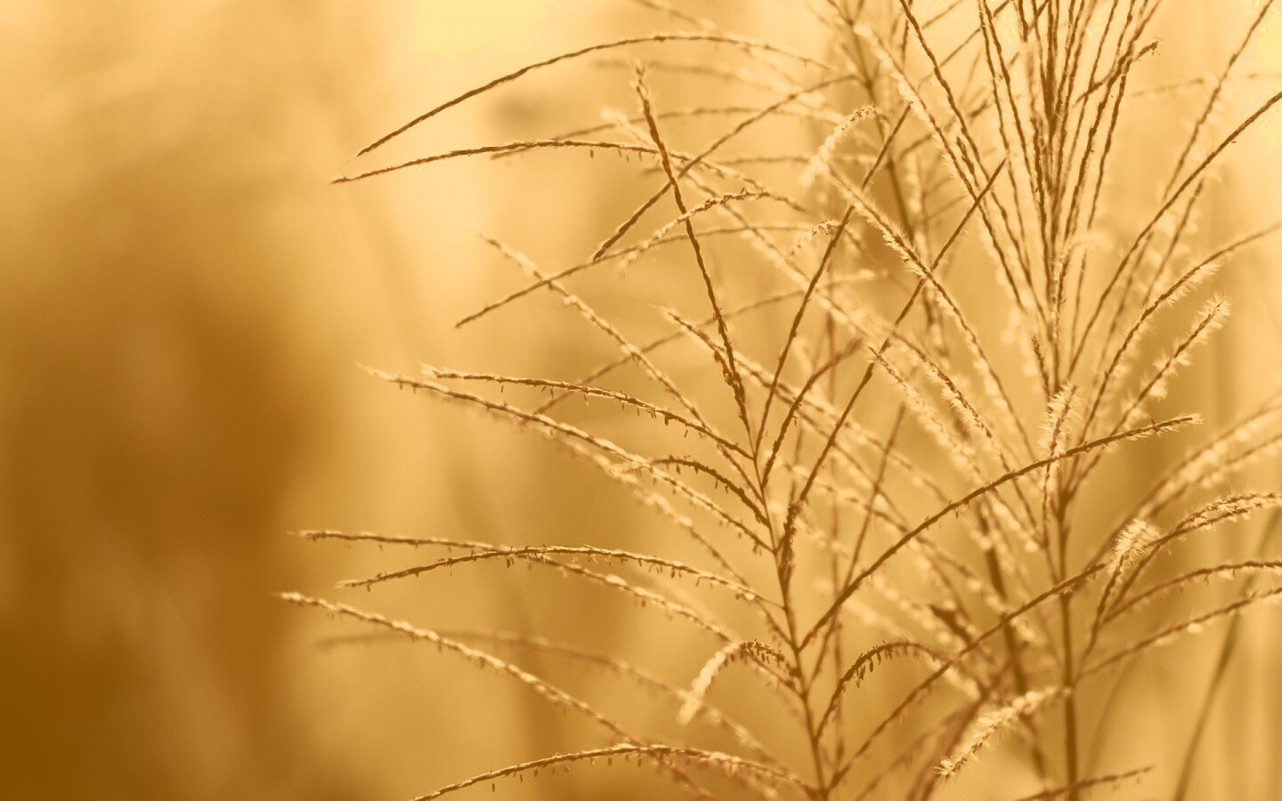 Макро фото растения обои