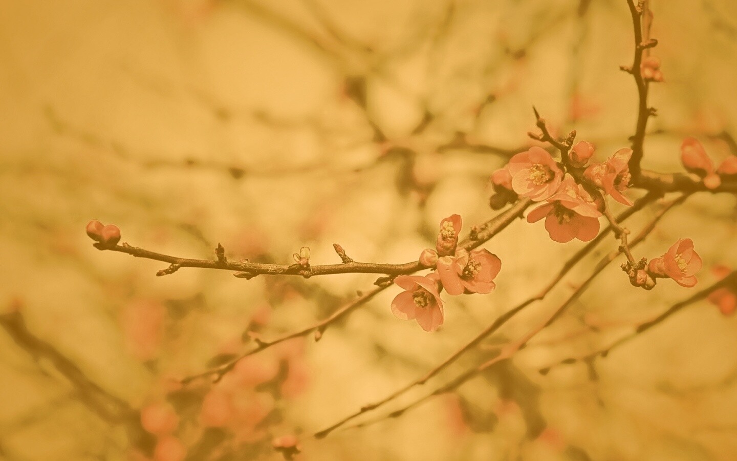 Весеннее цветение обои