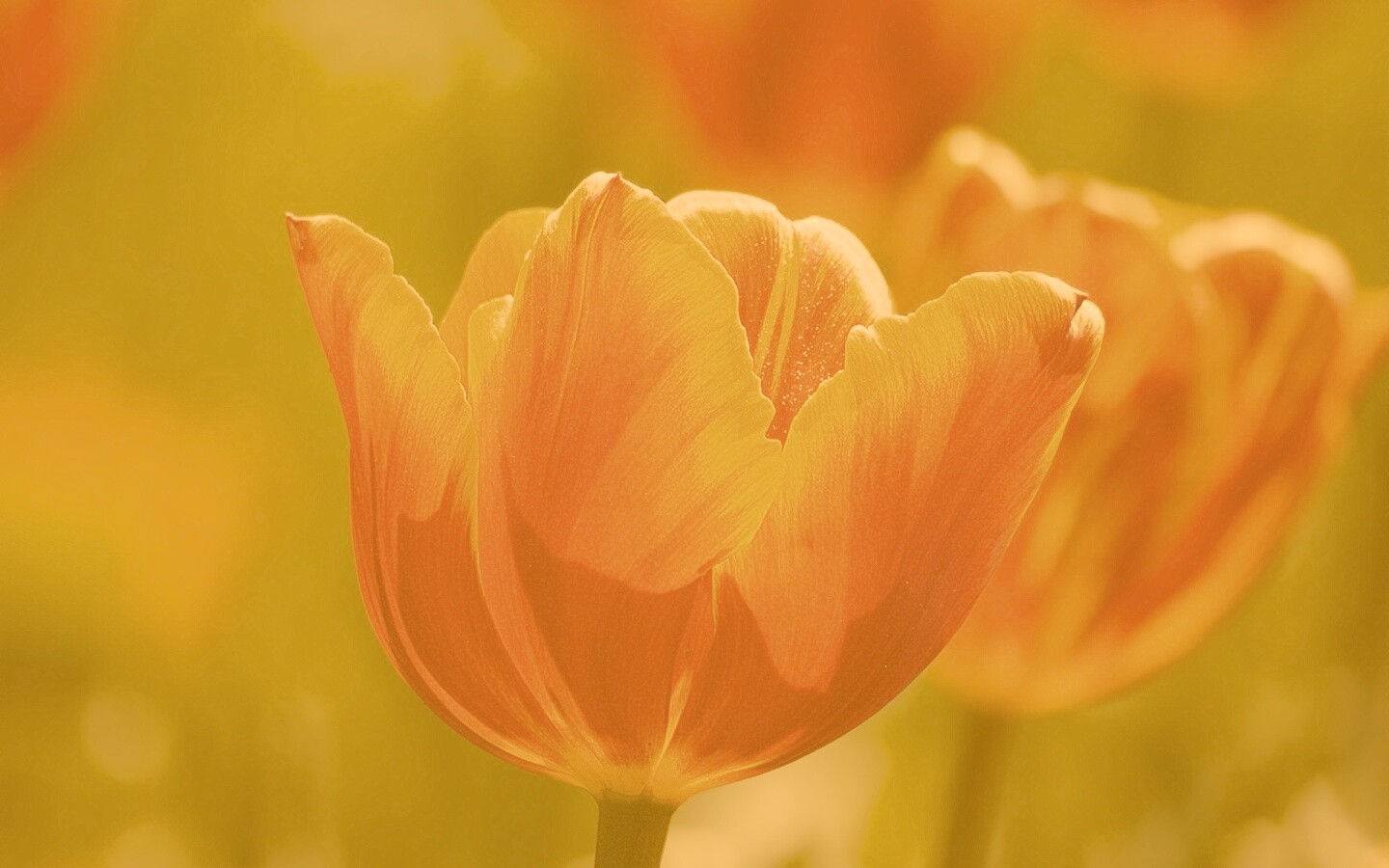 Красно-желтый тюльпан обои