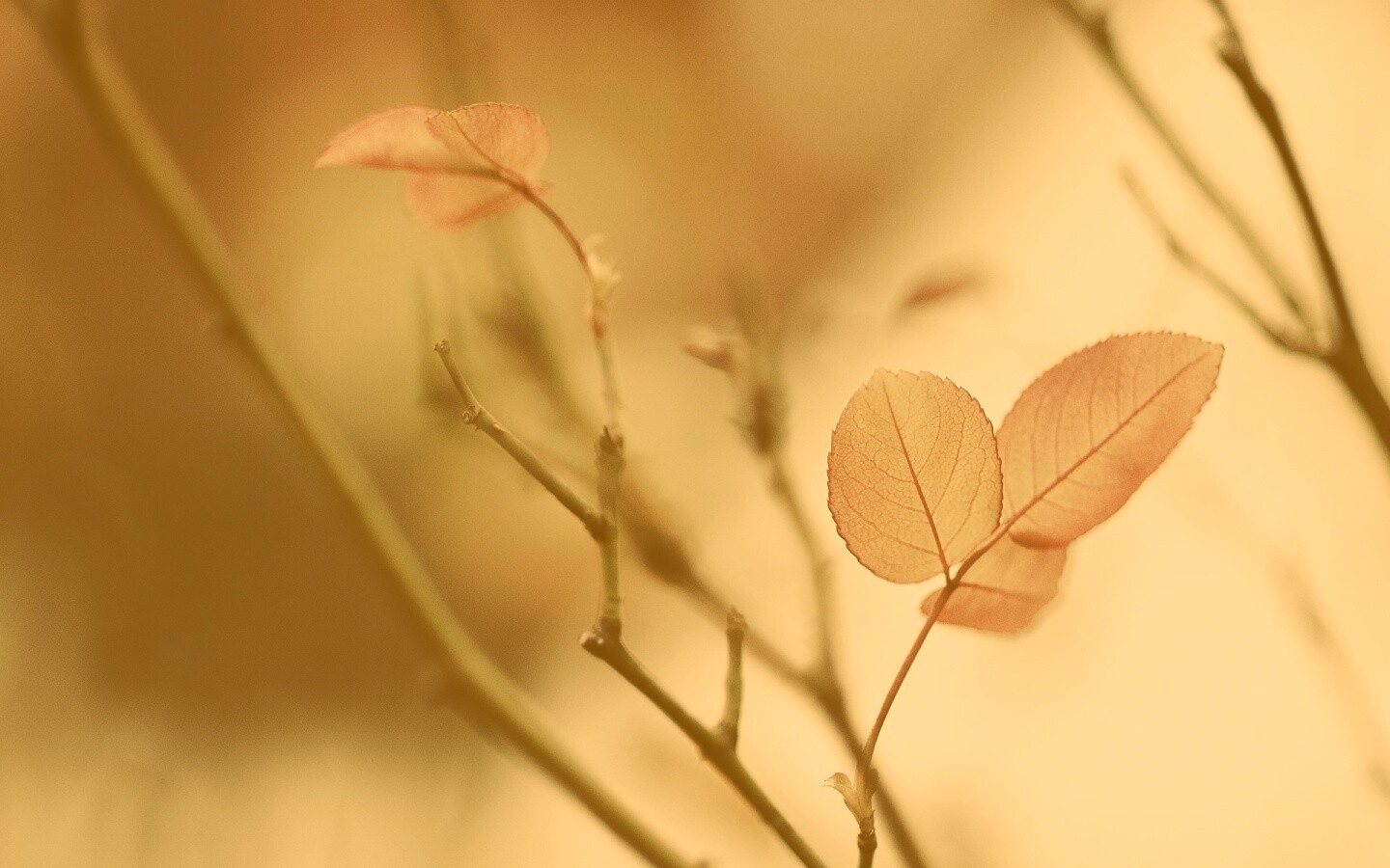 Красные листики обои