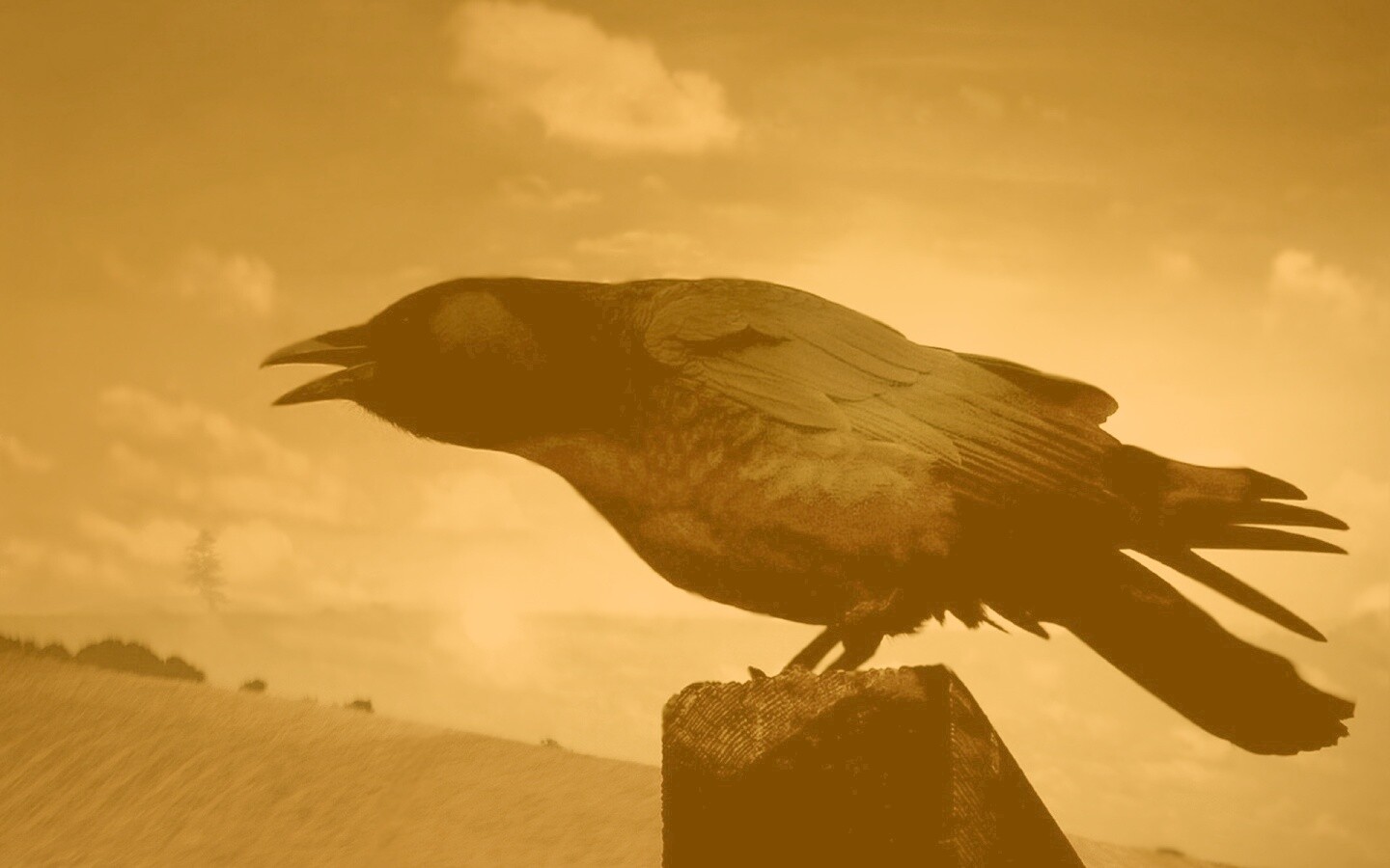 Чёрный ворон обои