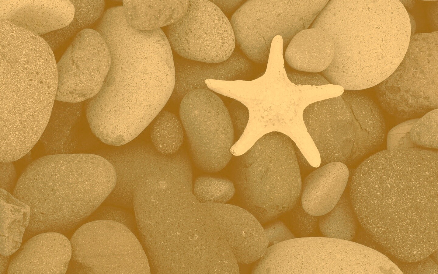 Звезда на морской гальке обои
