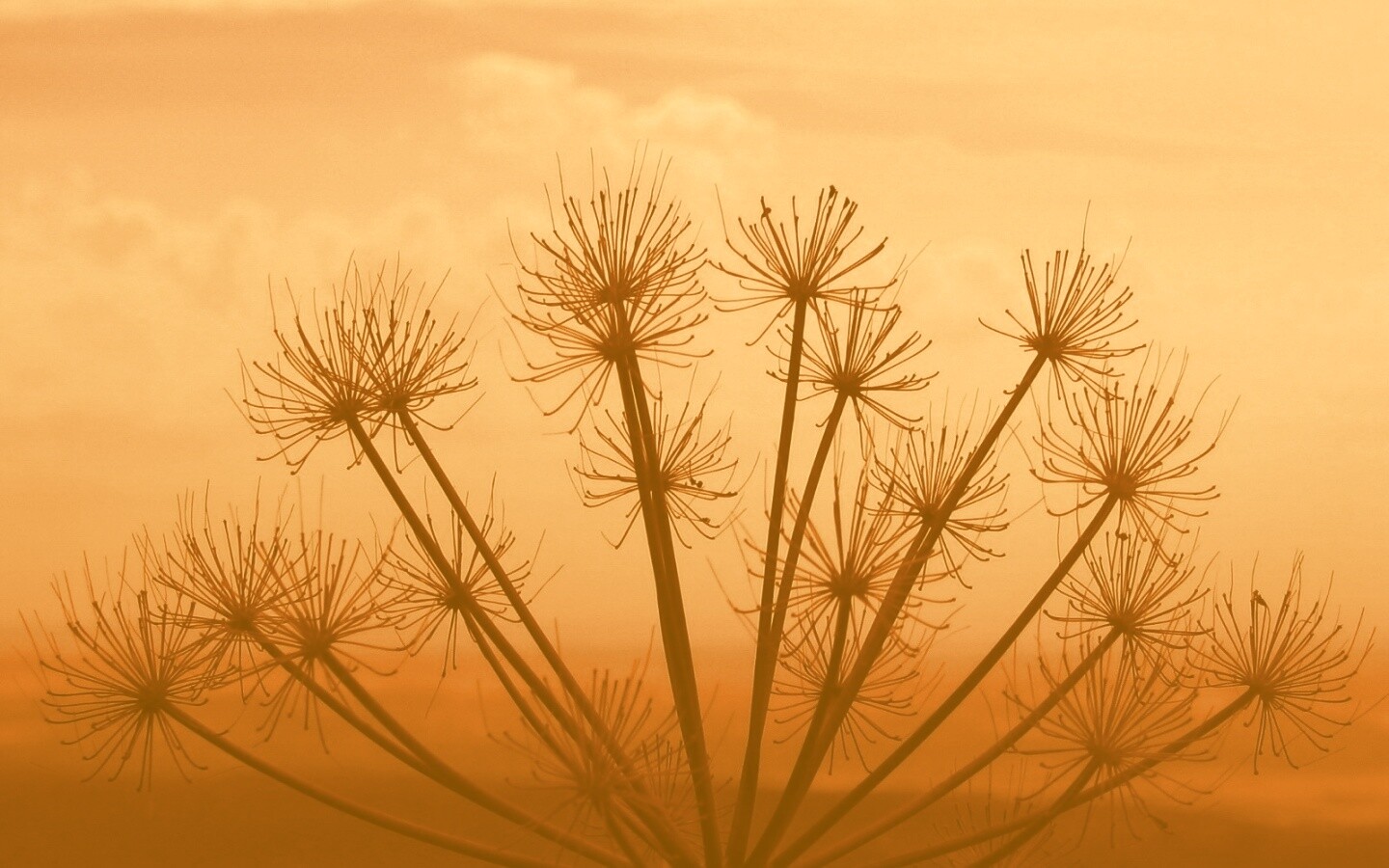 Зонтичное соцветие обои