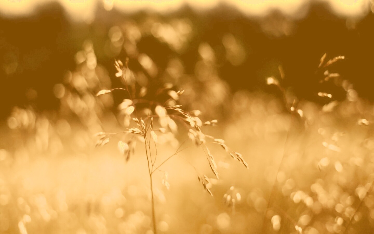Трава на солнце обои