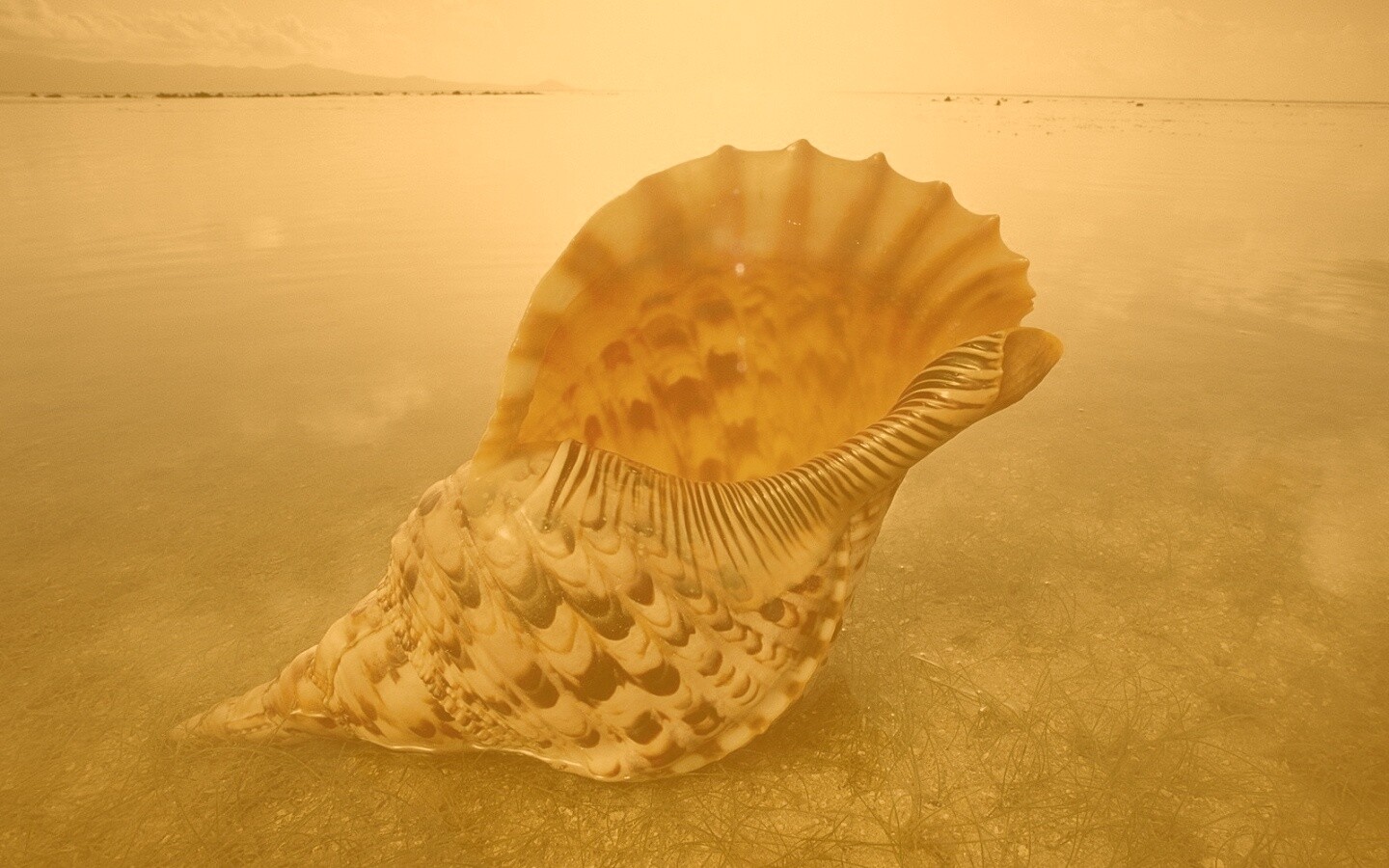 Морская раковина обои