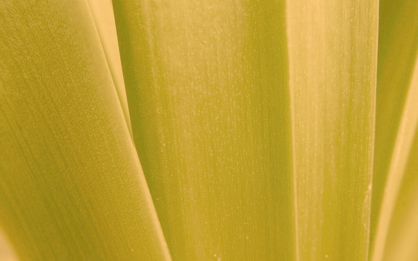 Сочная травинка обои