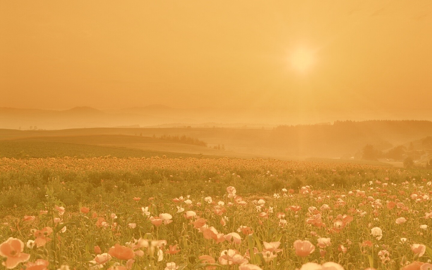 Цветущие поля обои