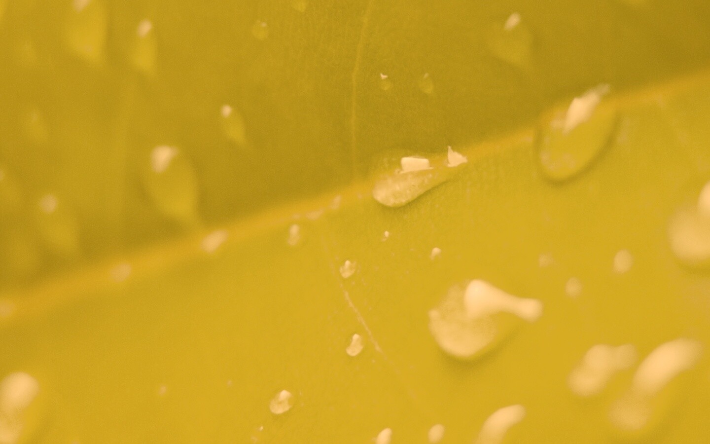 Капли на листе обои