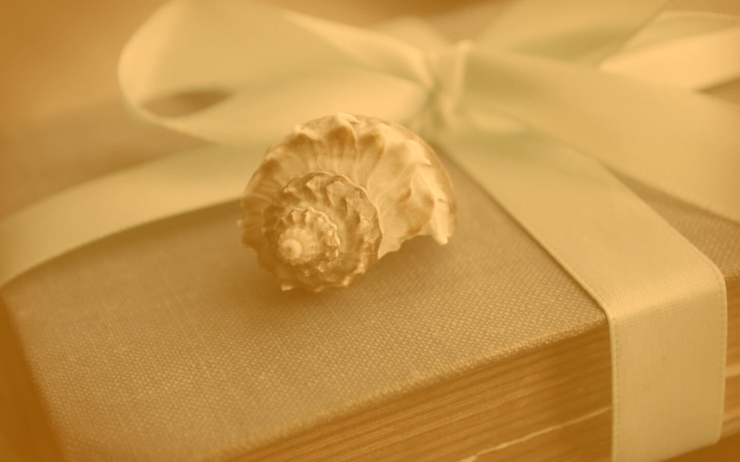 Ракушка на подарочном альбоме обои