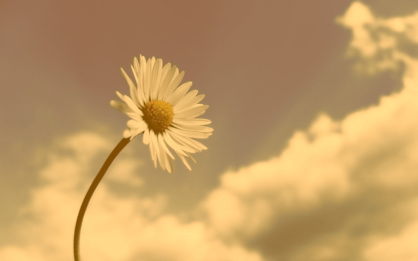 Ромашка на фоне неба обои