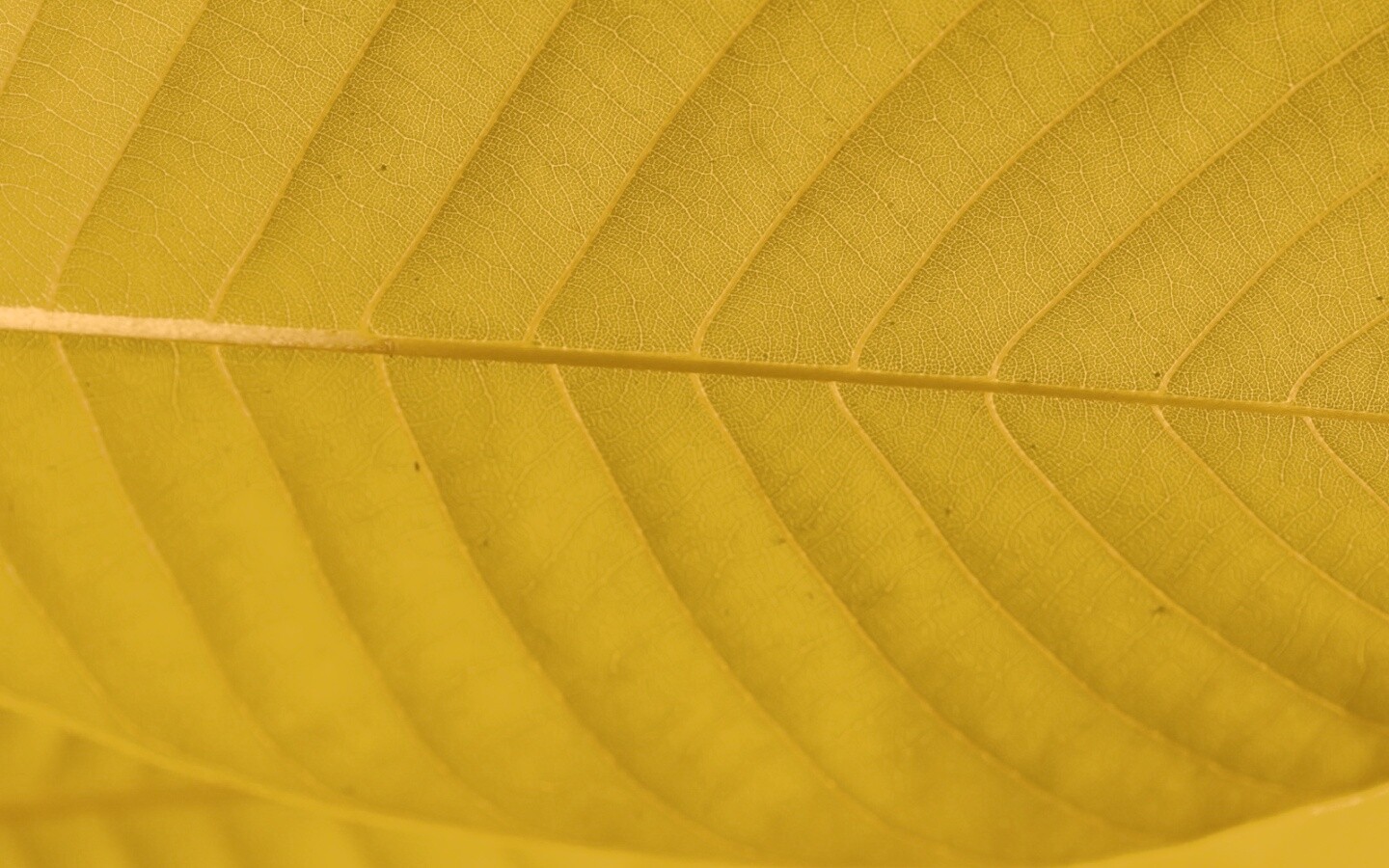 Листик обои