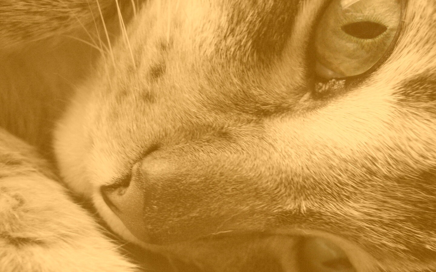 Мордашка кота крупным планом обои