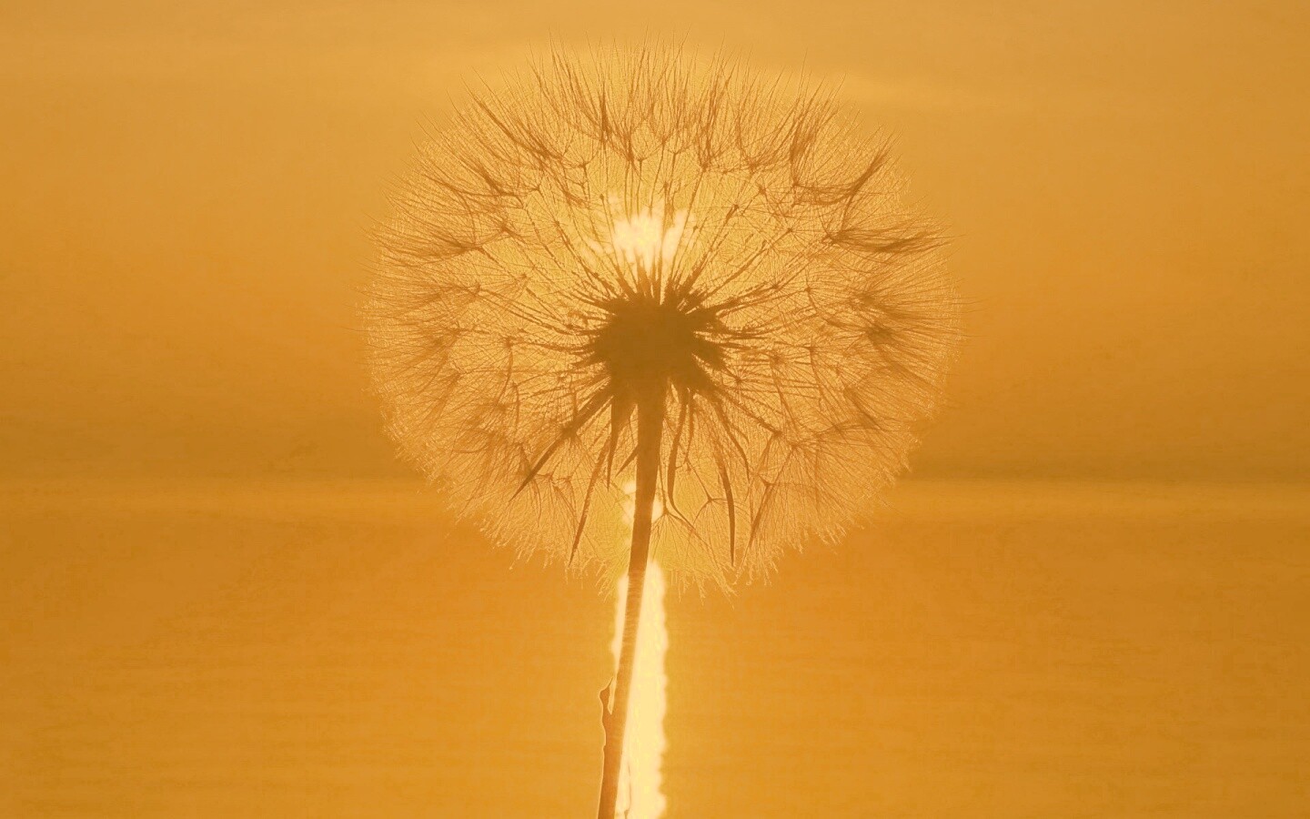 Одуванчик на закател обои