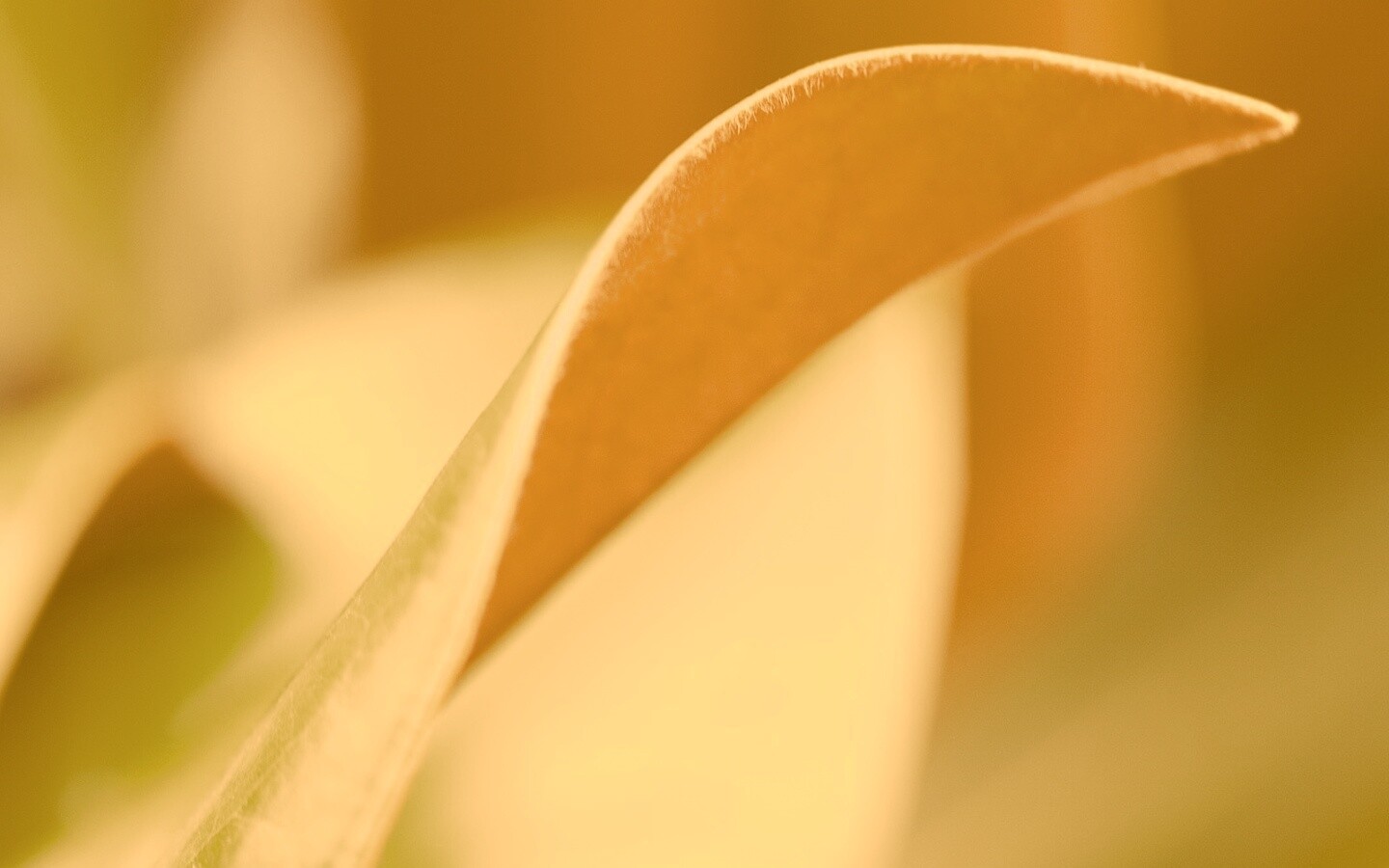 Обратаня сторона листа обои