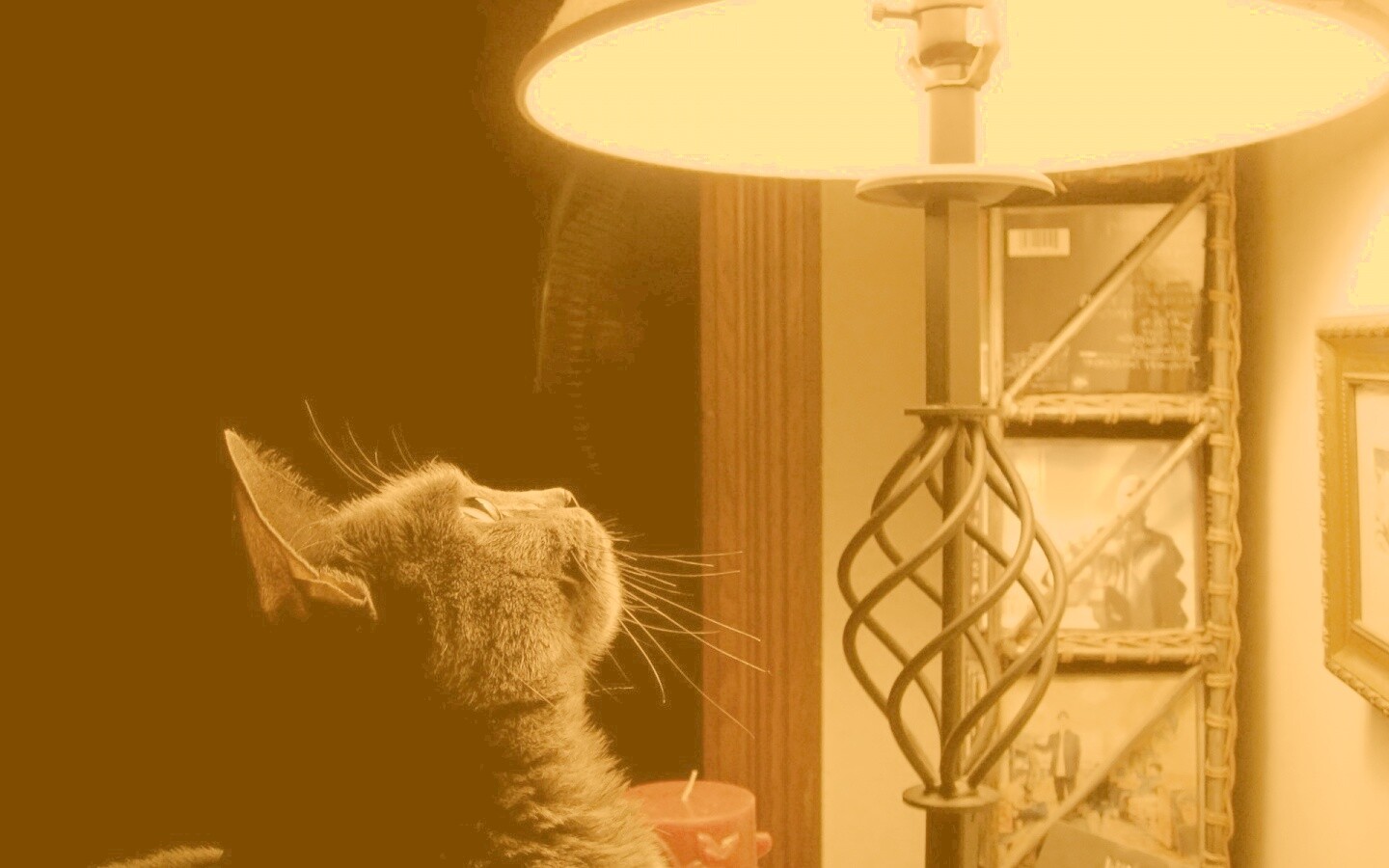 Кот смотрит под торшер обои
