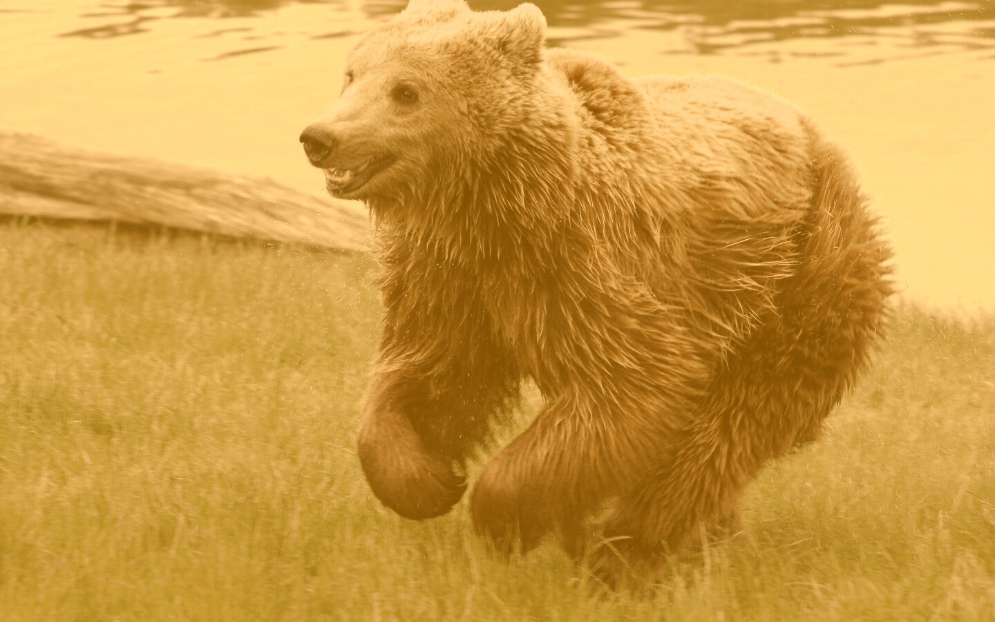 Мокрый мишка обои