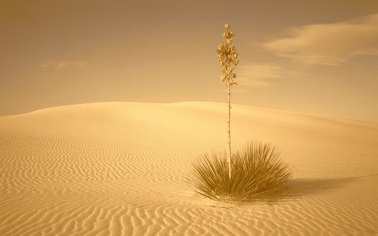 Растение среди пустыни обои