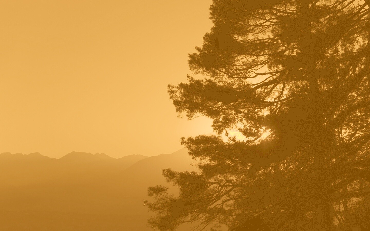 Силуэт дерева на закате обои