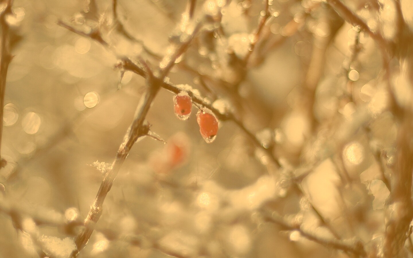 Замерзшие ягоды обои